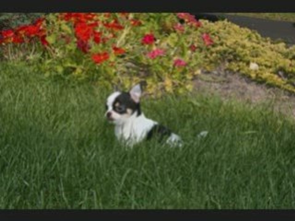 Daddy's Boy et D'just My love