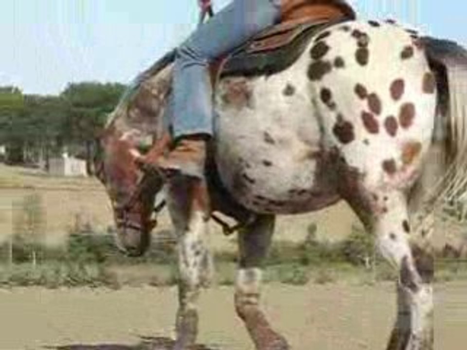 Monky western