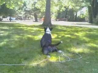 Creeping bull