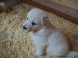 Les chiots à 4 semaines