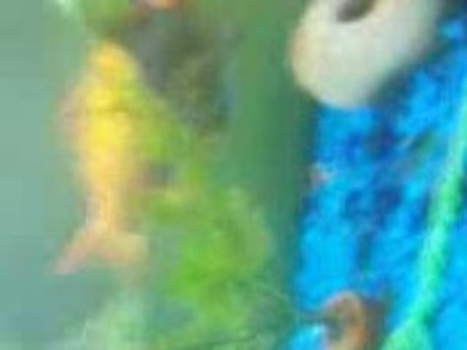 delire poisson