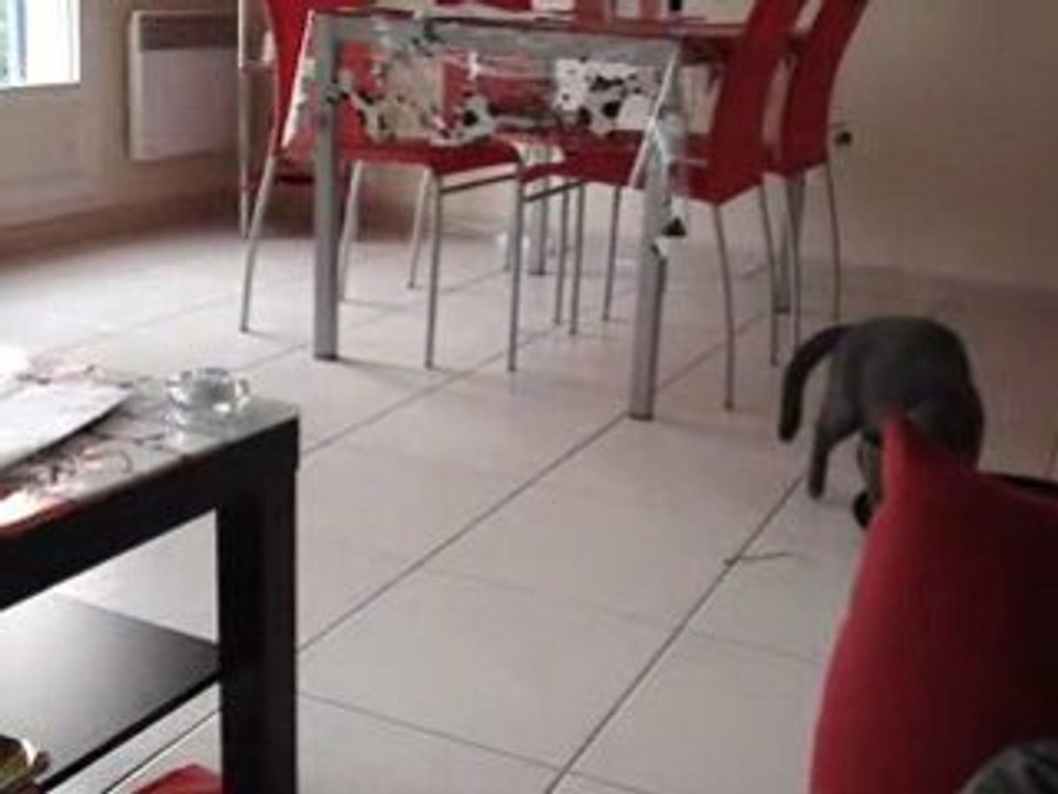 Grand Champions du saut en hauteur catégorie poid plume