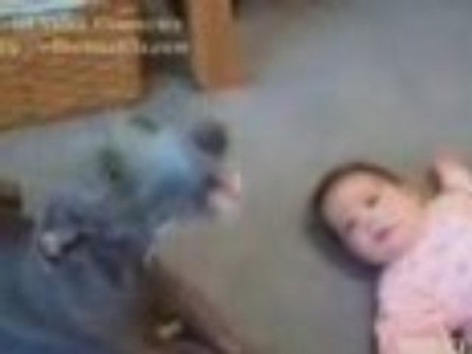 Bebek köpek