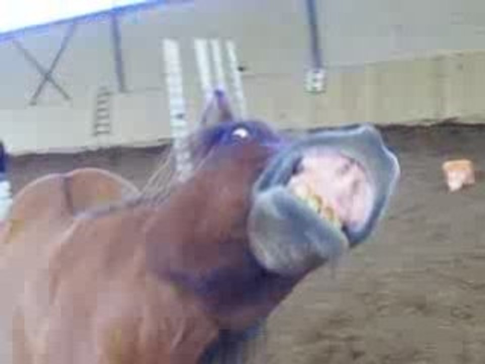 Olive flehmen