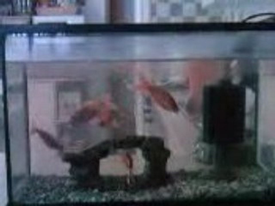 poissons rouges