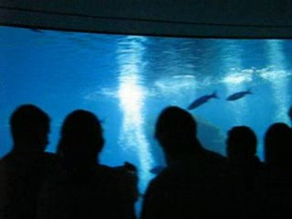 aquarium Palma 2