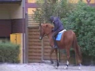 Quatr'étoile de Sassy