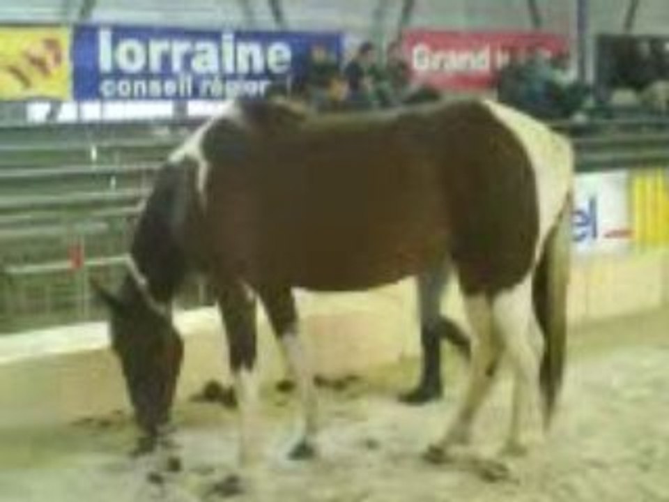 chevalissimo 2008