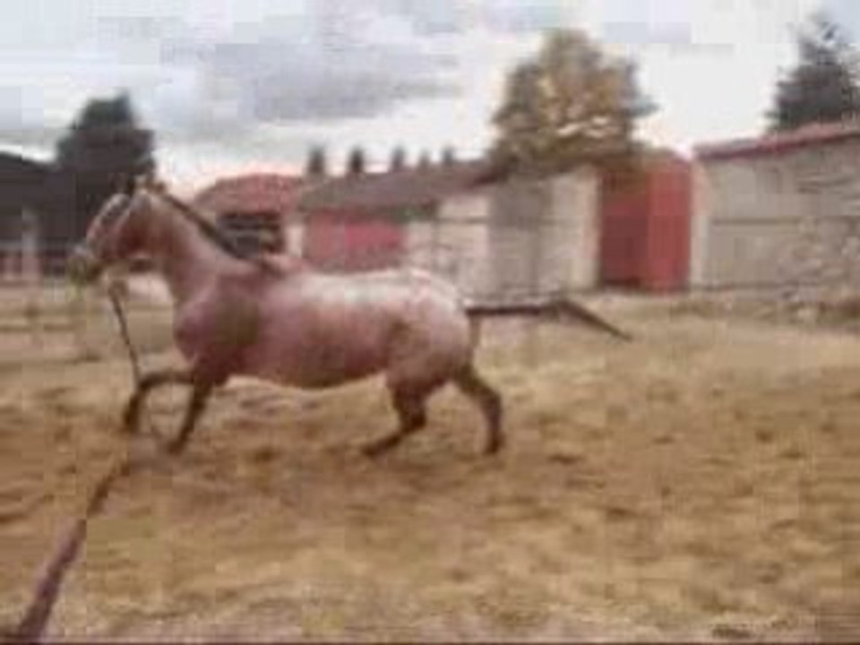 Indienne au galop
