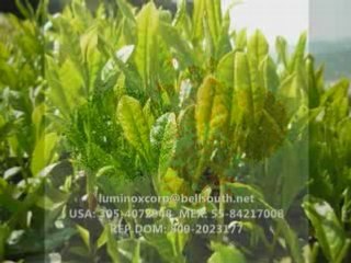 LUMINOX COLAGENO LIQUIDO TOMADO 100% NATURAL LIQUID COLLAGEN