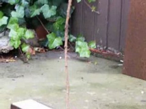 mauser sr airsoft vs branche d'arbre