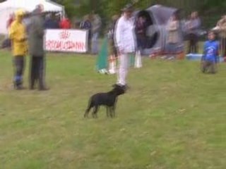 Vodka-panique avant le jumping Distré