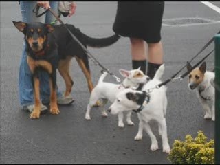 Journee demouville jack russel