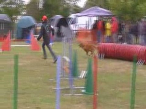 Bullit-1er degré Distré