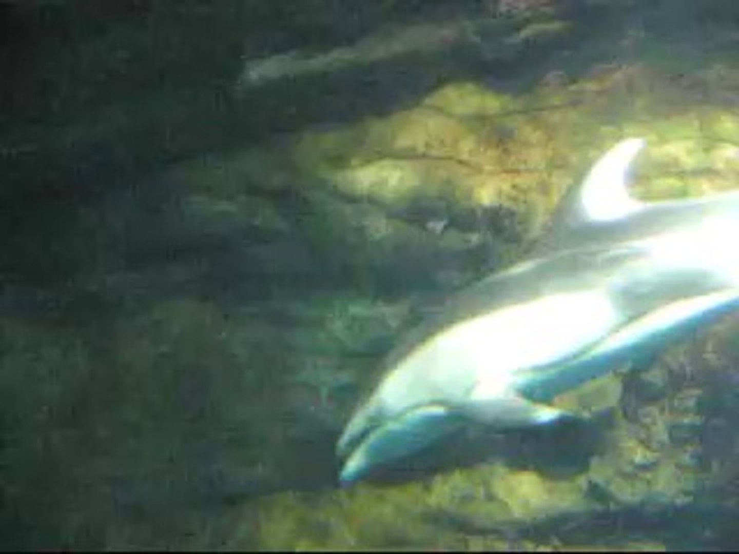 大阪市 海遊館 イルカ ゴマアザラシ ラッコ カワウソ 動画 Dailymotion