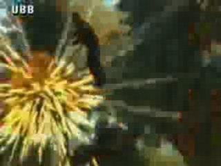 GTA 4 - STUNT MONTAGE II