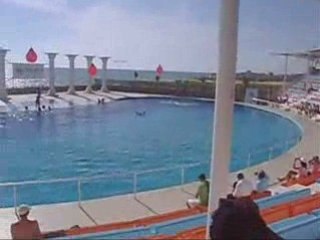 YUNUS Balıkları gösterisi.