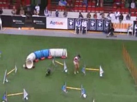 Schapendoes 2 Championnat du monde d'agility