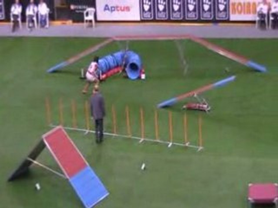 Schapendoes 3 Championnat du monde d'agility