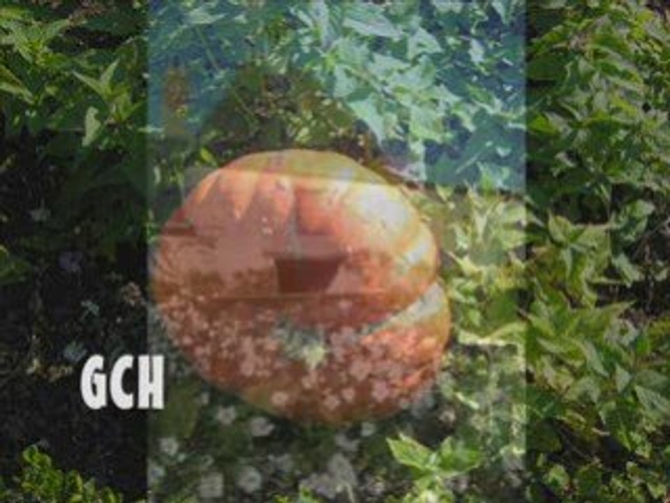 GIORGIO @u PARC DU CHÂTEAU DE CHEVERNY 2008