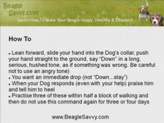 Beagle Training and Emergency Down