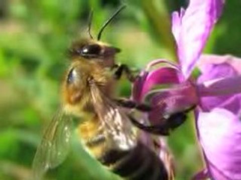 Association des apiculteurs de la Haute-Vallée de la Bruche