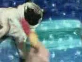 Il mio carlino Ugo Ko dal pollo