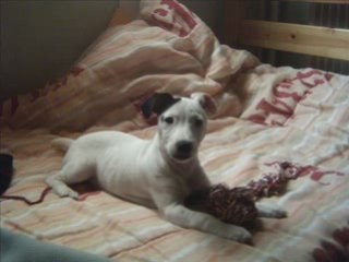 bruce alias brutus le jack russell