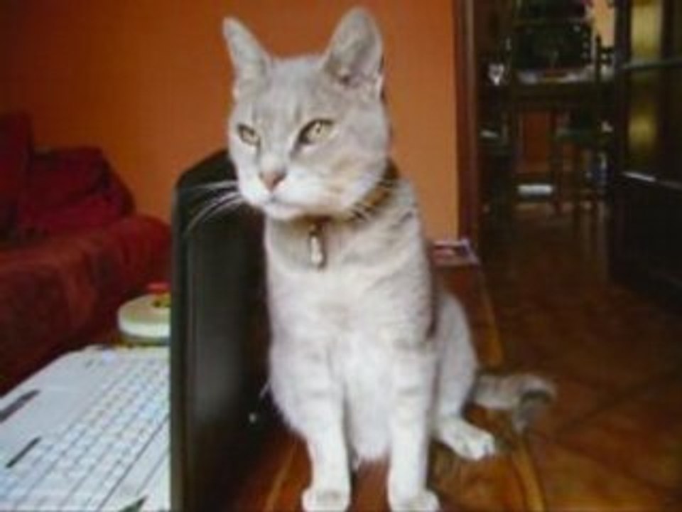 LE chat 2: la blague