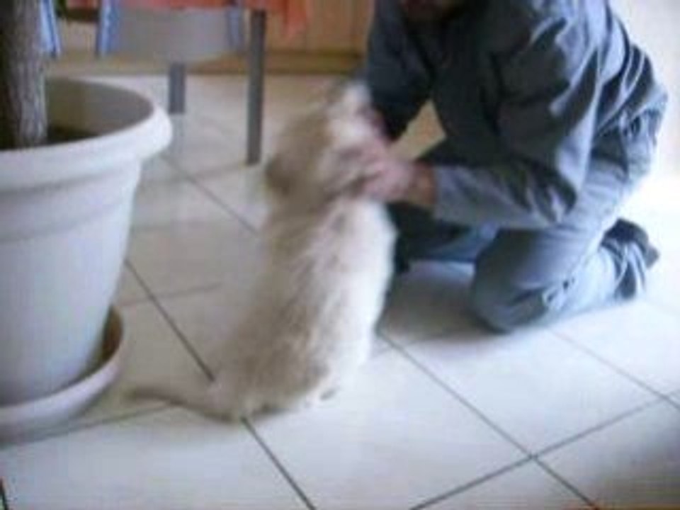 entre chat et chiot...