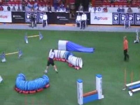 Staffie Championnat du monde d'agility