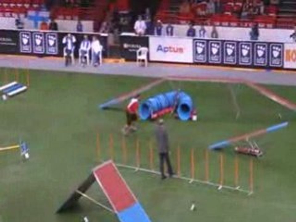 Staffie 2 Championnat du monde d'agility