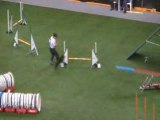 Jagd terrier Championnat du monde d'agility