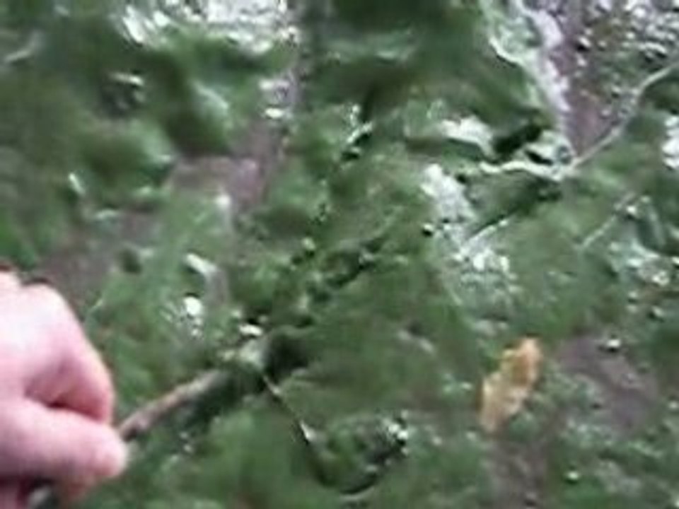 Green stuff