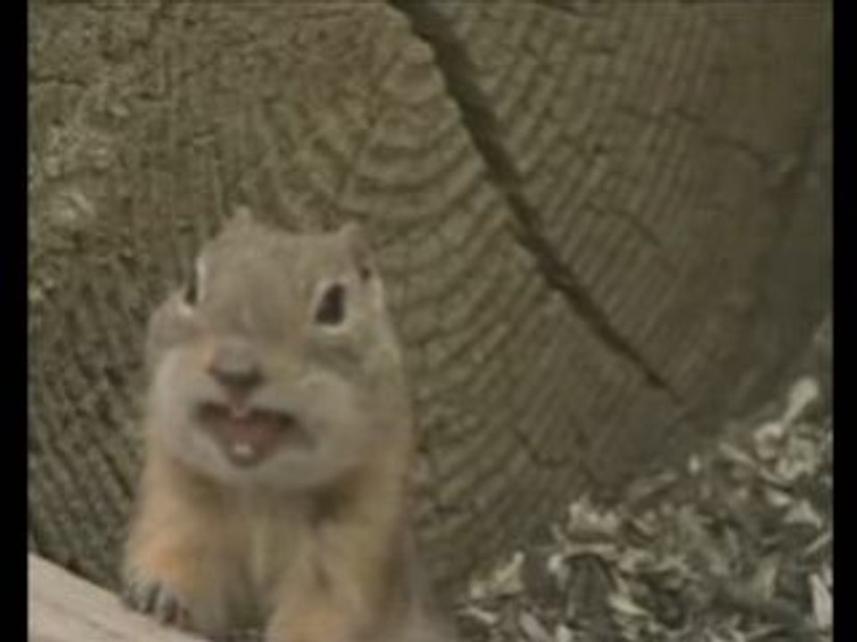 Another Erdhörnchen Bites the dust