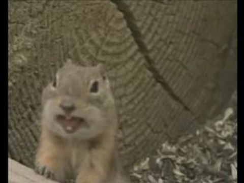 Another Erdhörnchen Bites the dust