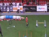 Labrador Championnat du monde d'agility
