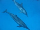 Marsa Alam Dolphin House