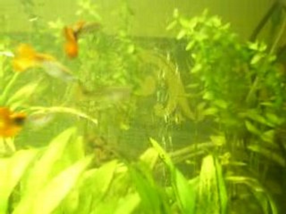 passion poissons , mes guppys