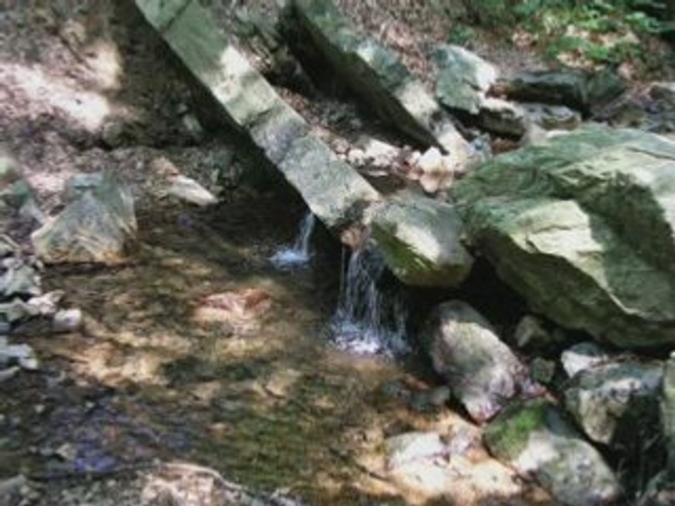 Forets