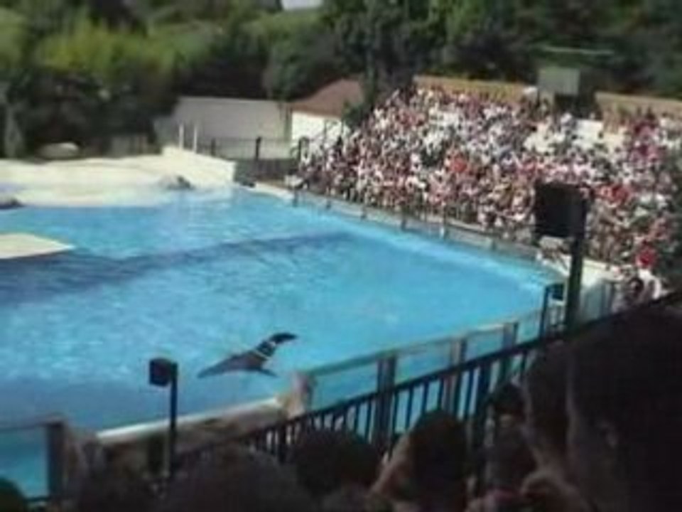 Zoo de beauval - Les otaries