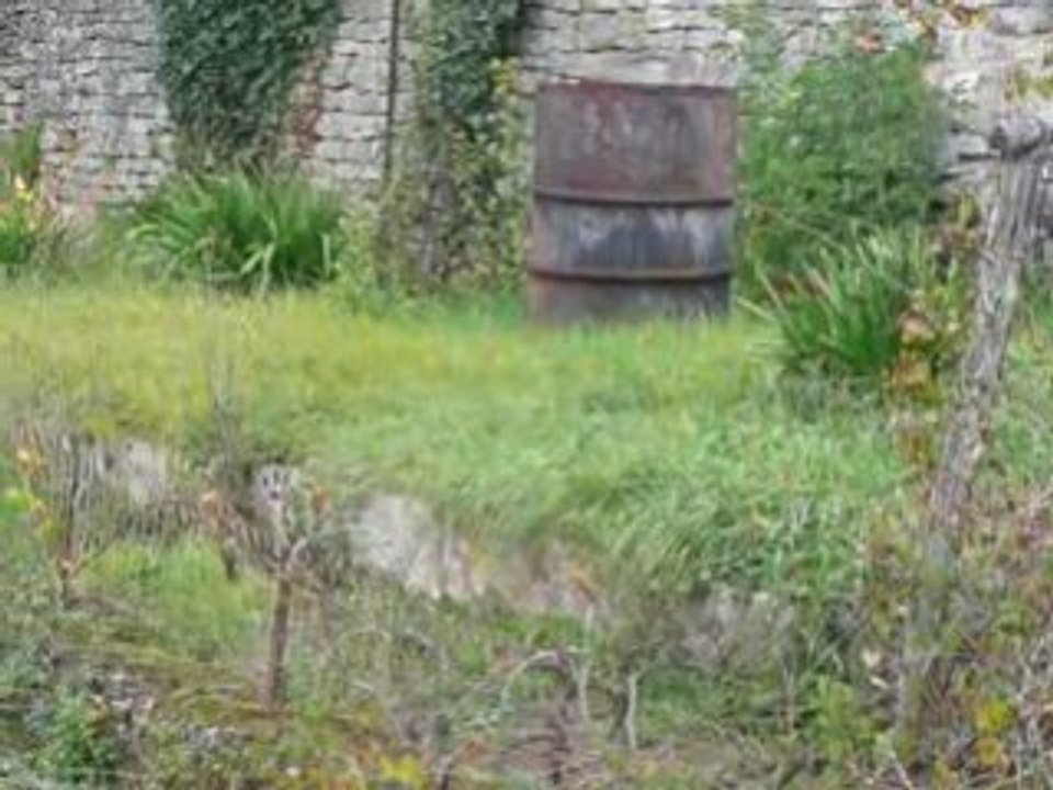 écureuil 1 - 6 octobre