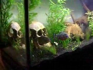 mes natts qui mangent