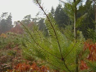 Lumières d' automne