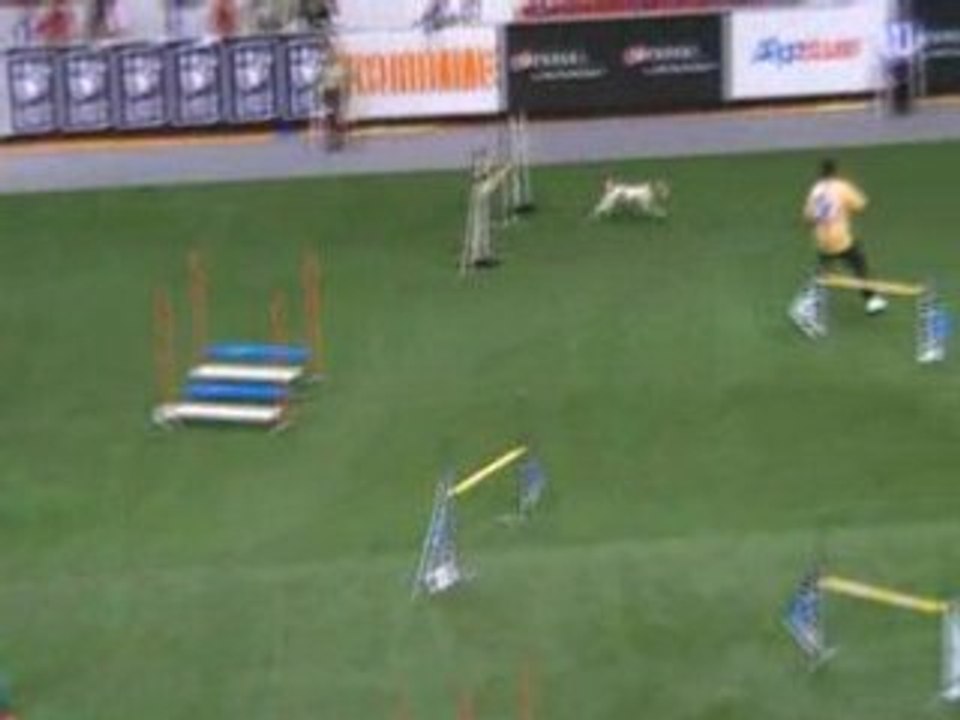 Epagneul Breton Championnat du monde d'agility