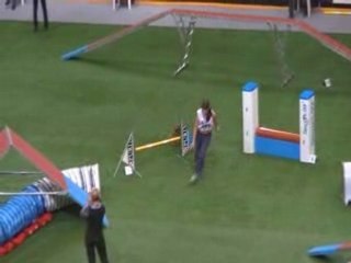 Welsh terrier Championnat du monde d'agility