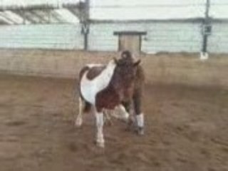 Tentative de coucher bamby