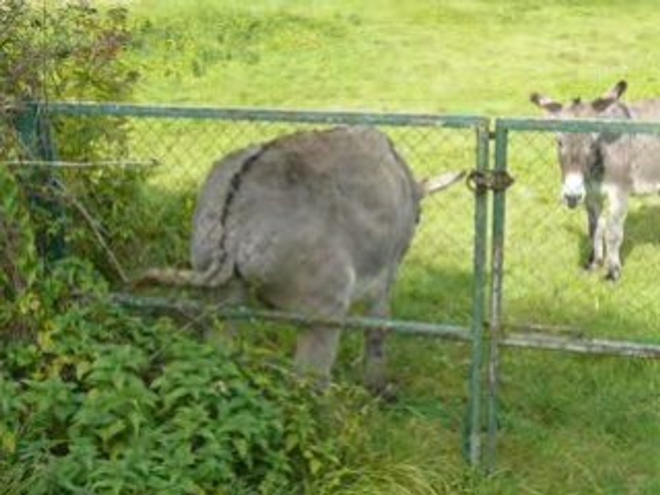 ânes de rix le 4 octobre 08