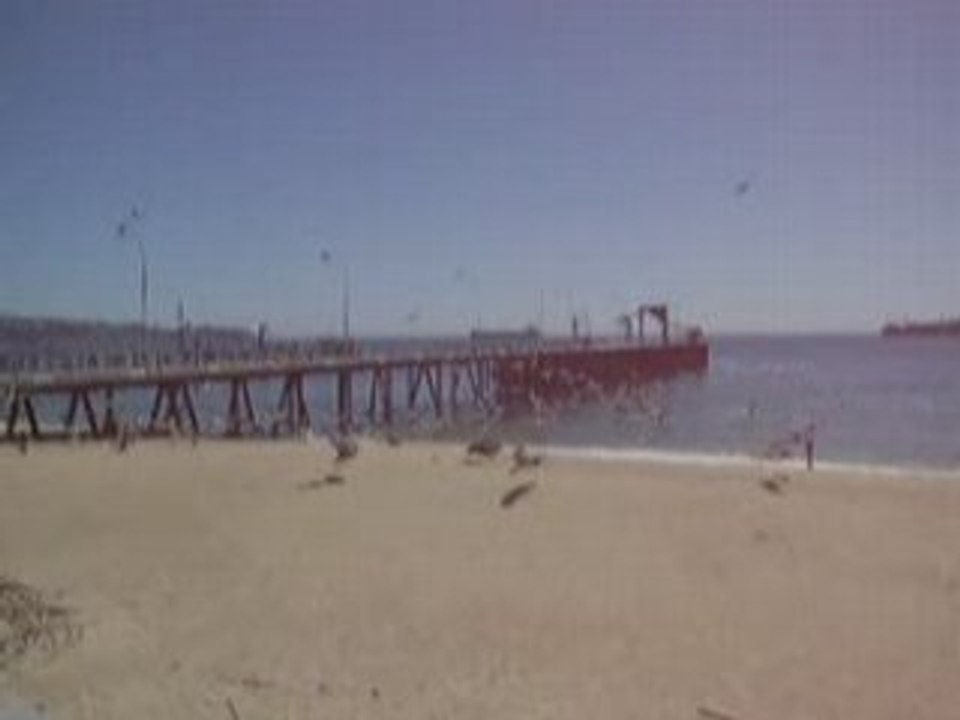 Pelicanos