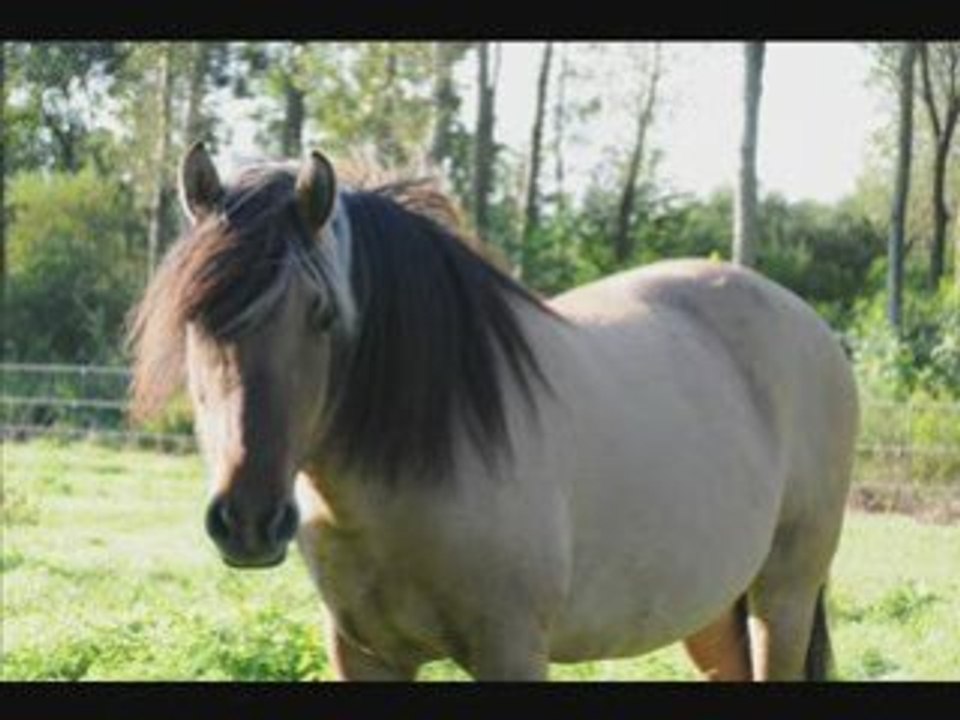 Faine_0001